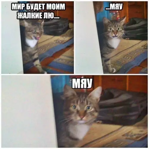 Смешная картинка №200699 коты