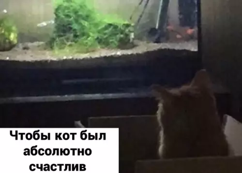 продолжение Смешная картинка №599789 Когда любишь своего пушистого) Коты