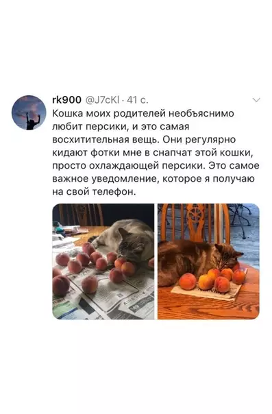 Смешная картинка №453702 слишком мило