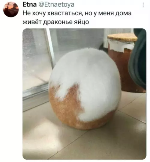 Тот самый редкий дракон у тебя дома! 🐉 - Не хочу хвастаться, но у меня дома живёт драконье яйцо