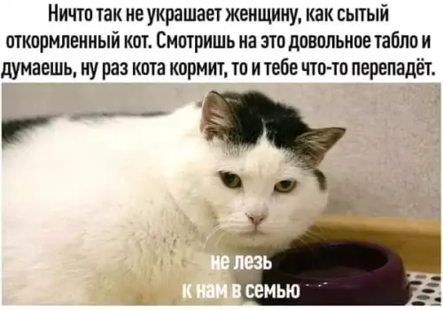 Смешная картинка №691396 Не лезь Коты