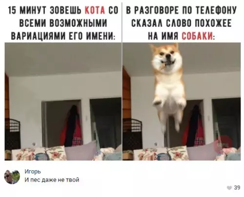 Смешная картинка №289385 собаки, кошки, животные