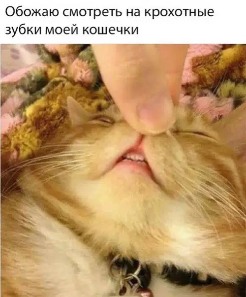 Смешная картинка №243842