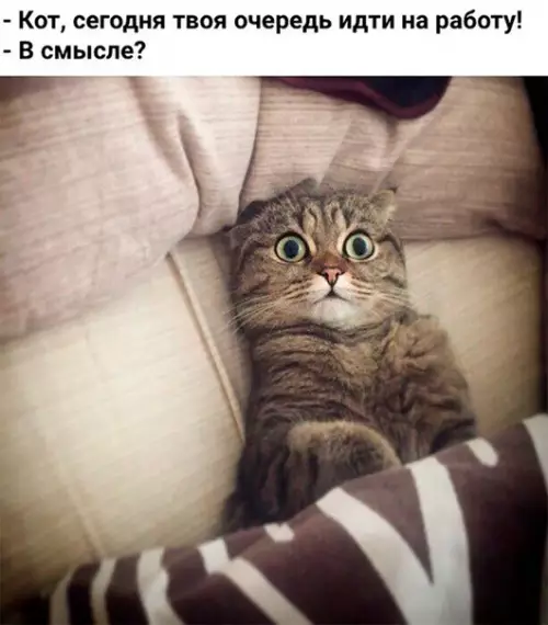 Смешная картинка №211851 Коты тоже не любят ходить на работу??? коты