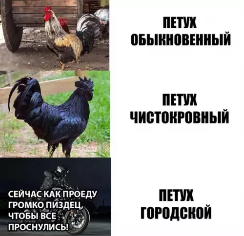 Смешная картинка №284098
