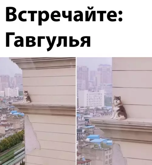 Смешная картинка №665469 собаки