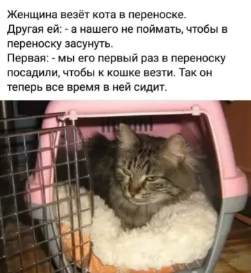 Кот, который захватил переноску 😼 - Женщина везёт кота в переноске. Другая ей: - а нашего