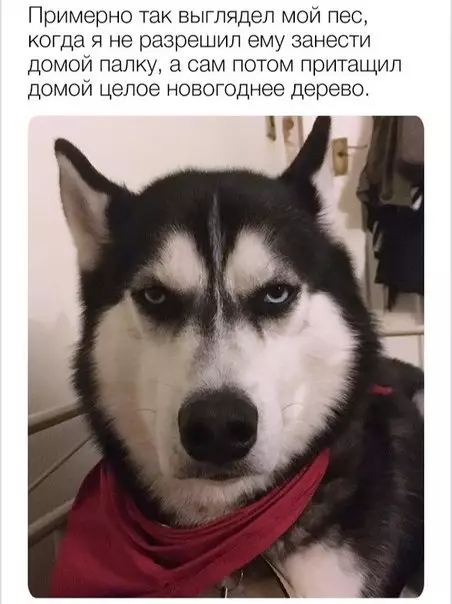 Смешная картинка №237947 собаки