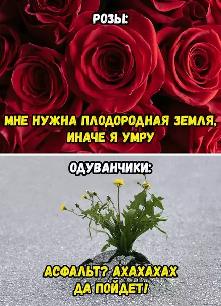 Смешная картинка №362982