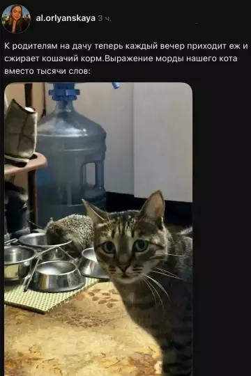 Этот кот явно что-то замышляет 🐈‍⬛😈 - К родителям на дачу теперь каждый вечер приходит еж и