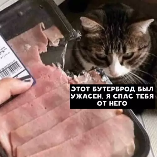 Смешная картинка №404561 Котик не может быть виноватым