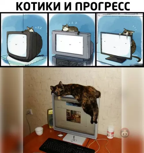 Смешная картинка №506592 Для котиков нет преград