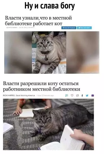 Смешная картинка №278341 коты