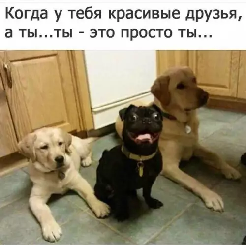 Смешная картинка №238578