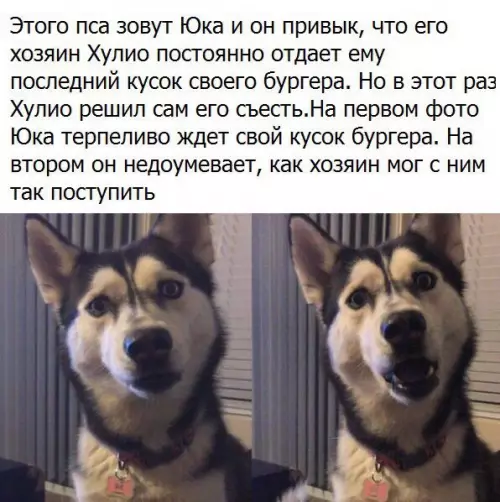 Смешная картинка №177302