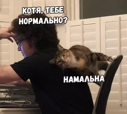 Смешная картинка №332052 кошки