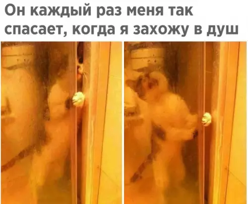 Смешная картинка №551408 Отважный герой!