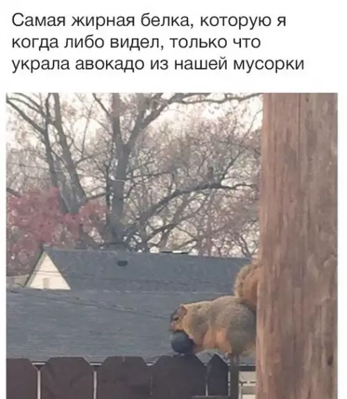 Смешная картинка №257285 белка