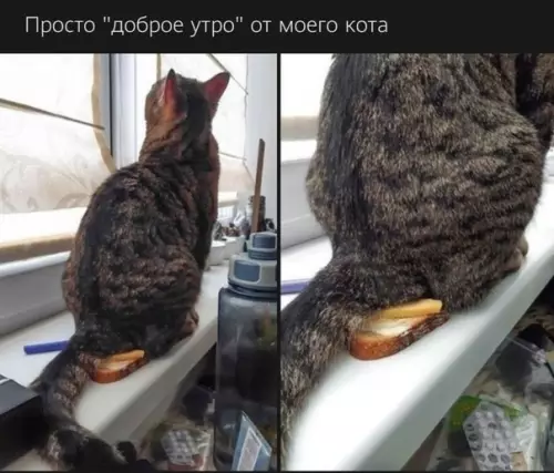 Смешная картинка №527991 Завтрак со вкусом кошачьего презрения