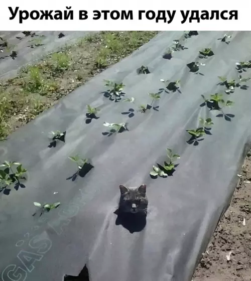 Смешная картинка №685430