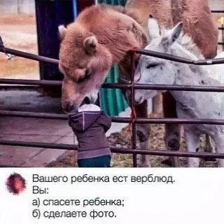 Верблюд против младенца: что выберешь ты? 🐫📸 - Вашего ребенка ест верблюд. Вы: а) спасете ребенка б) сделаете