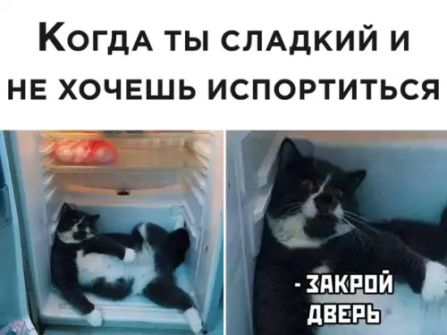 Смешная картинка №507920 Коты