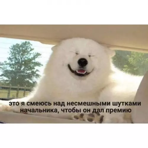 Когда работаешь за премию 🐶😂 - это я смеюсь над несмешными шутками начальника, чтобы он дал