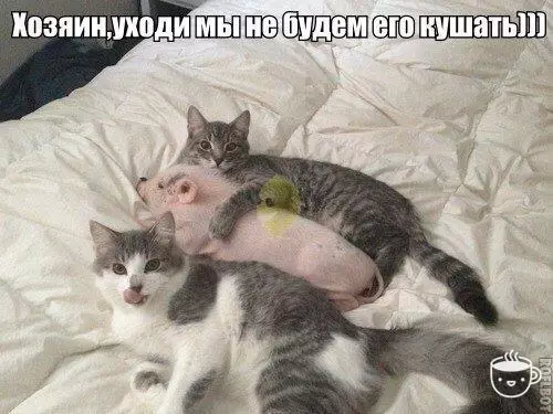 Смешная картинка №305980 кошки, животные