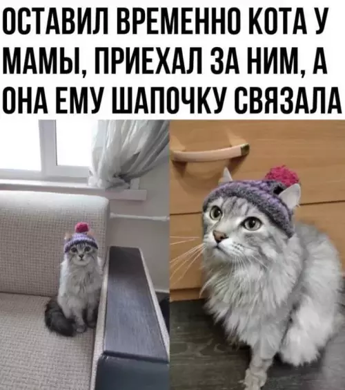 Смешная картинка №670239 Кот не в сапогах Коты