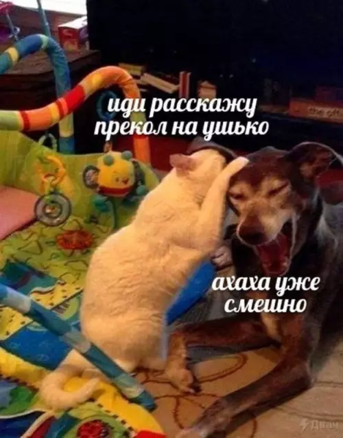 Смешная картинка №722415 животные
