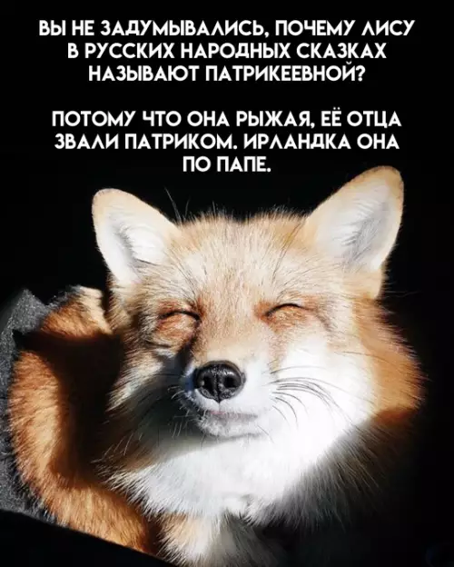 Смешная картинка №796117