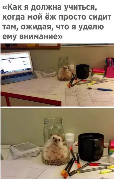 Смешная картинка №228625 ежик