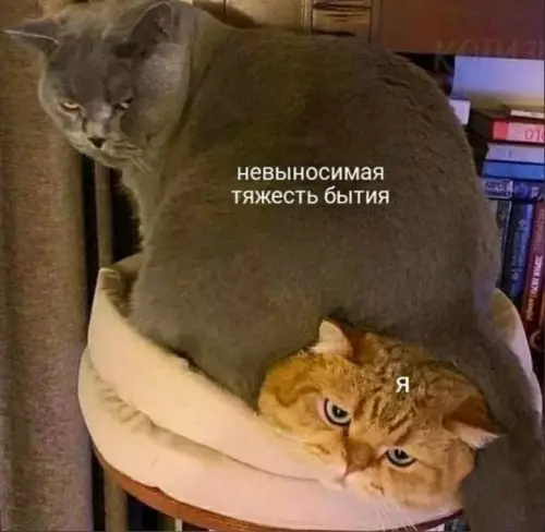 Смешная картинка №663579 картинки