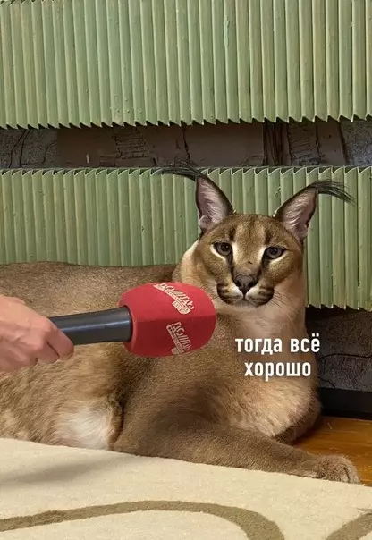 продолжение Смешная картинка №583437 Текущее состояние: большой Шлёпа