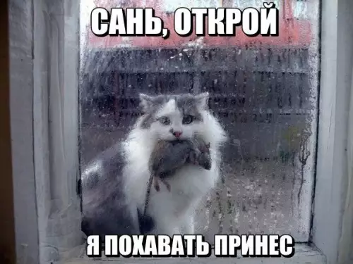 Смешная картинка №176506 коты