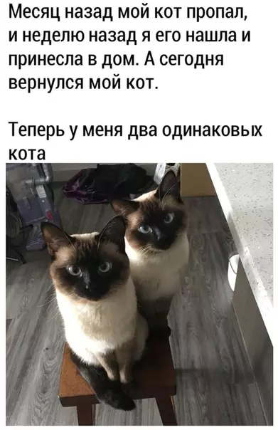 Смешная картинка №531994 И тaк бывaeт. Коты