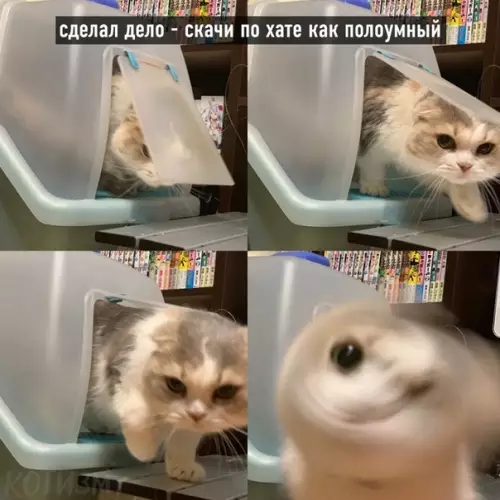 продолжение Смешная картинка №569992 Котовьи поговорки
