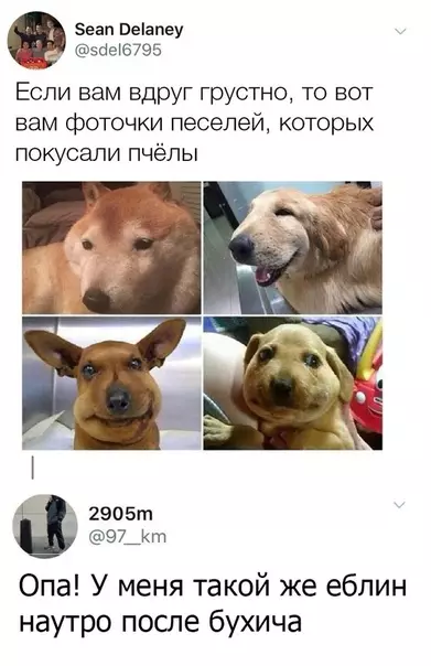 Смешная картинка №309281 Все мы иногда немного искусанный пёсель