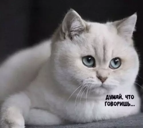 Смешная картинка №703939 Я: просто мяукаю кошке в ответ

Она: