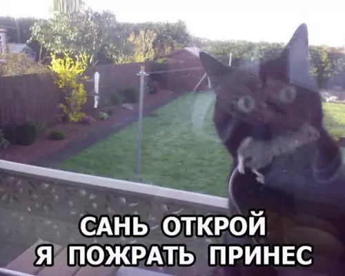 Смешная картинка №181346 коты