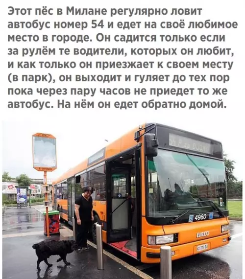 Смешная картинка №348853 ?? собаки