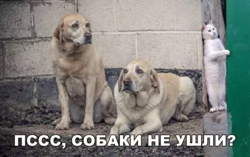 Смешная картинка №226711