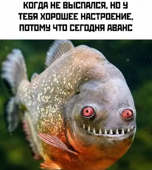 Рыба с авансом в глазах! 🐟💸 - КОГДА НЕ ВЫСПАЛСЯ, НО У ТЕБЯ ХОРОШЕЕ НАСТРОЕНИЕ, ПОТОМУ ЧТО