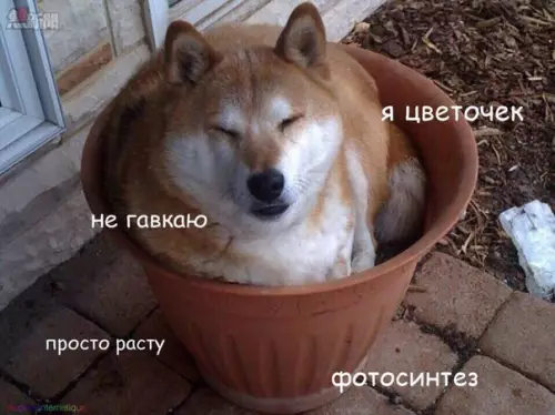 Смешная картинка №211239