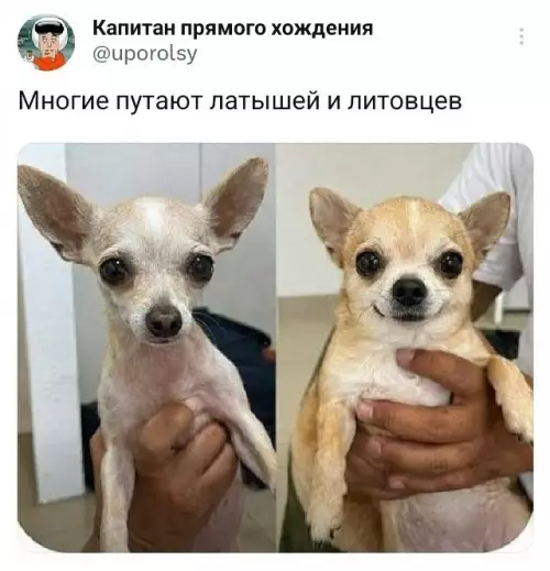 Смешная картинка №821179 прибалты