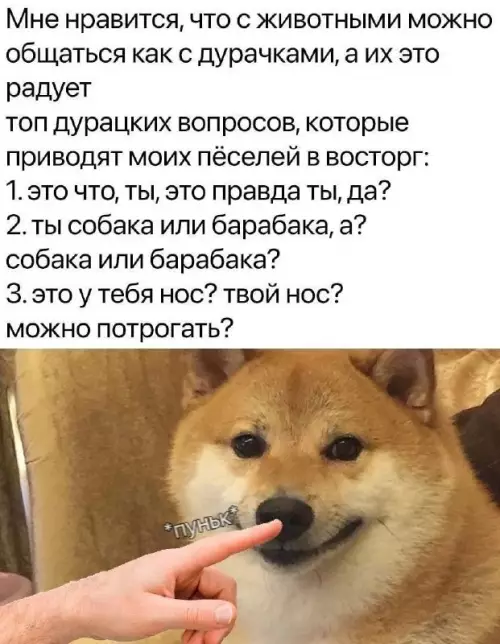 Смешная картинка №682290 Собаки, животные 