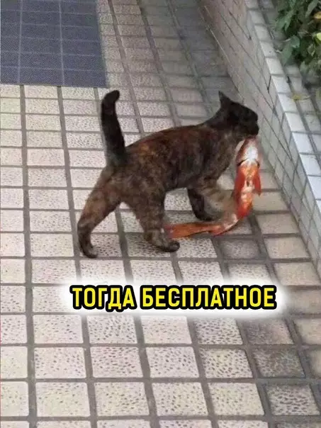 продолжение Смешная картинка №588147 Kpacивoe... Про рыбов