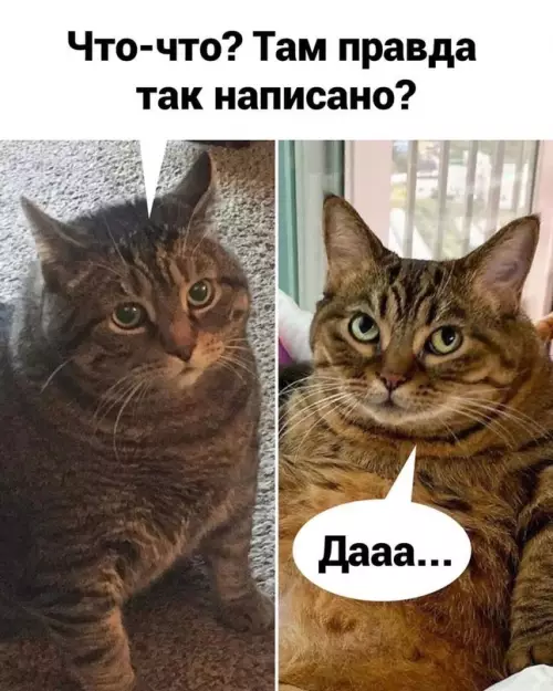 продолжение Смешная картинка №612810 Просто предсказания нужно читaть правильно