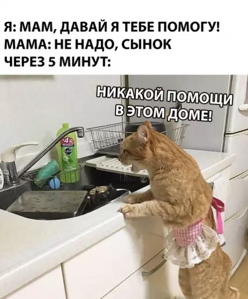 Смешная картинка №307848 кошки