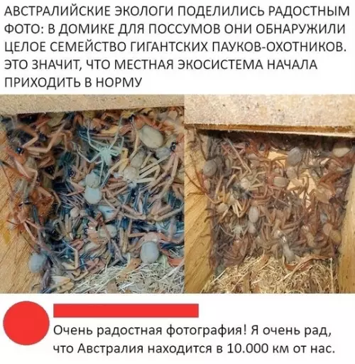 Смешная картинка №748777 Здорово же... австралия